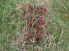 A small, baby oak tree