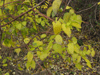 A native dogwood shrub found on the farm