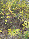 Another dogwood shrub