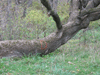 A dead tree is marked for harvesting
