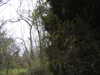 Vines fall over the opening of a cave